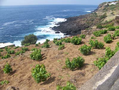 ALBERELLO-pantelleria-vite-vigneto-