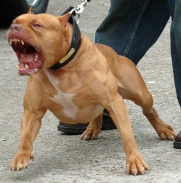 Pitbull semina in panico in una stazione carburanti