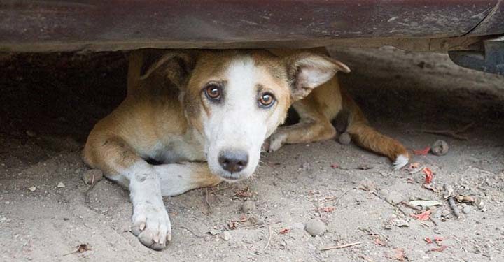 Passa con il rosso per salvare un cane, punti patente restituiti