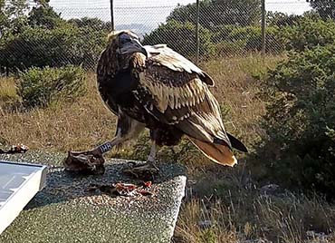 Fauna protetta ed in via di estinzione, un convegno a Trapani