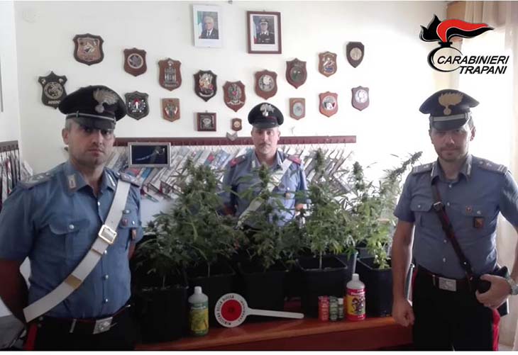 Scovata una piantagione di marijuana a Castellammare, un arresto