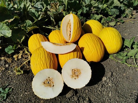 melone giallo